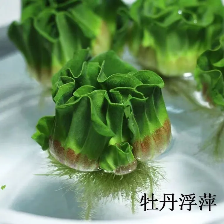 新手养草净浮萍水芙蓉莲花座牡丹浮萍化水质鱼缸鱼塘鱼池懒人造景