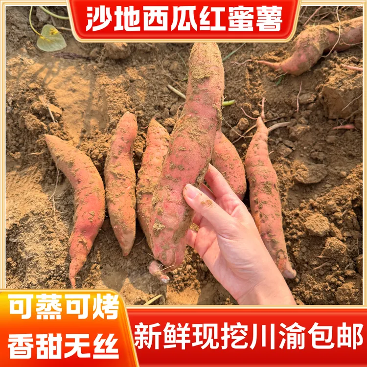 新鲜现挖沙地西瓜红蜜薯粉糯香甜正宗红薯5斤川渝包邮