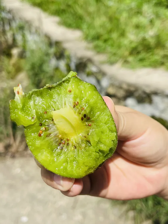 正宗河源和平猕猴桃下车高峰奇异果趣香三号红阳武植夏季必备水果