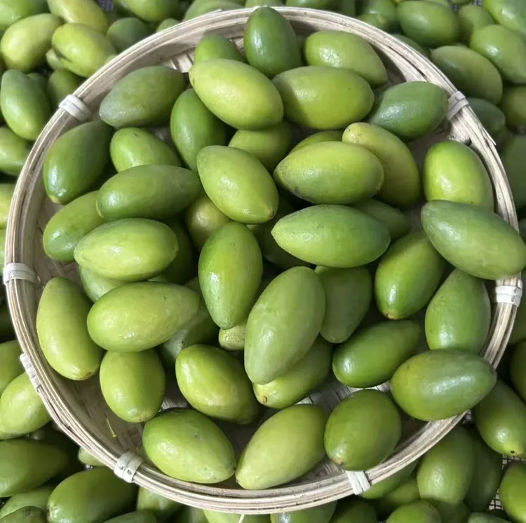 潮汕金灶本地青枣脆橄榄新鲜采摘 生吃 煲汤 榨汁 一斤装