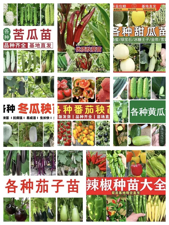 辣椒苗黄瓜苗秋葵苗羊角蜜小番茄西红柿苗苦瓜苗圣女果茄子冬瓜苗
