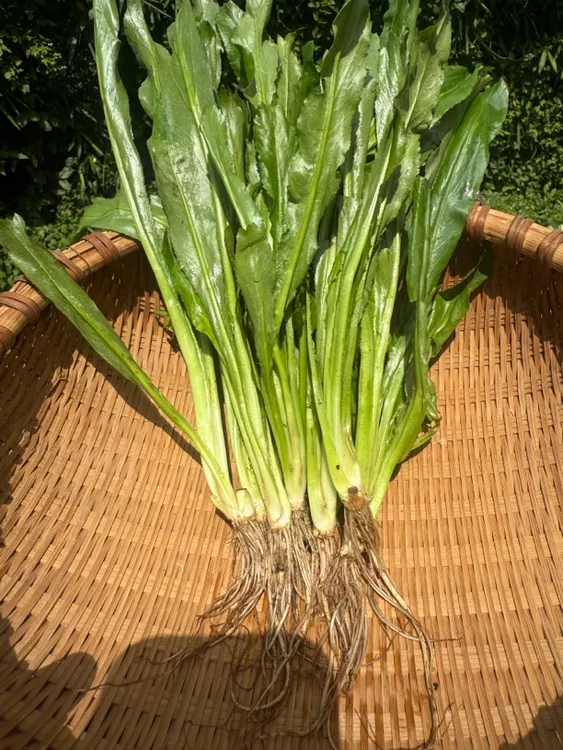 广西新鲜带根大芫荽老缅香菜当季野生刺芫荽鱼生配料广东香菜批发