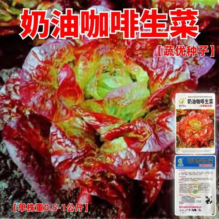 奶油咖啡生菜种子紫叶生菜籽耐热四季播冬季耐寒保健蔬菜种