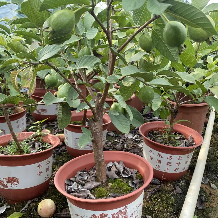 黄金奶油芭乐番石榴盆栽地载南北方种植绿植盆栽