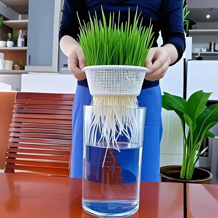 透明水培瓶子水培芽苗菜发财树巴西木观察植物生长看得见