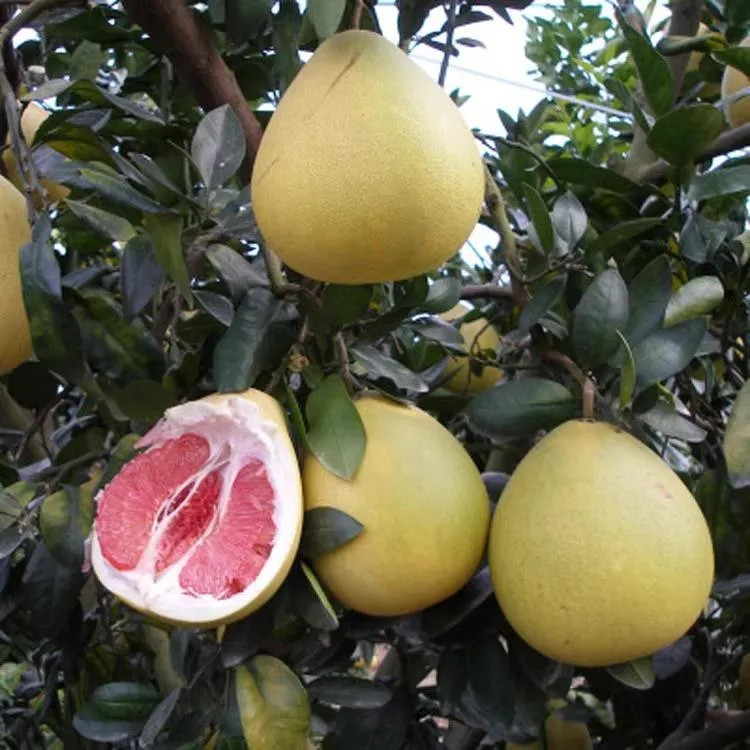 柚子树苗大苗泰国暹罗红柚三红蜜柚果树果苗南方北方种植当年结果