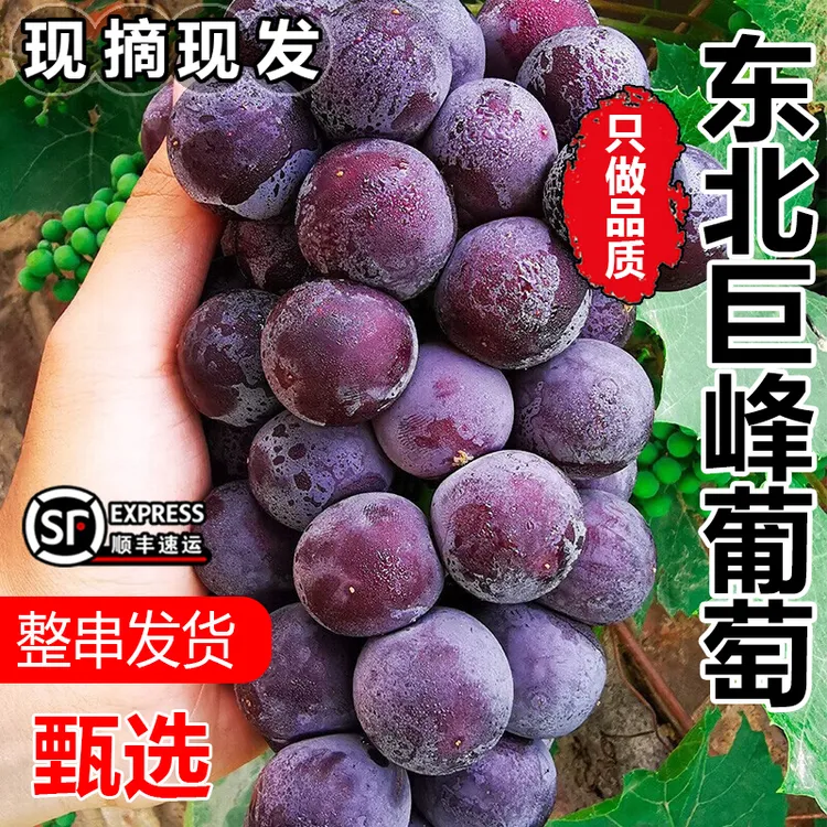 【整串发】东北巨峰葡萄当季新鲜现摘水果辽宁黑葡萄阳光夏季黑提子