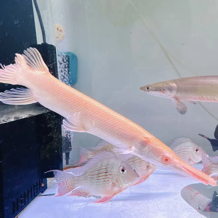 红眼黄化火箭鱼热带大型凶猛肉食观赏鱼鱼活体好养耐活