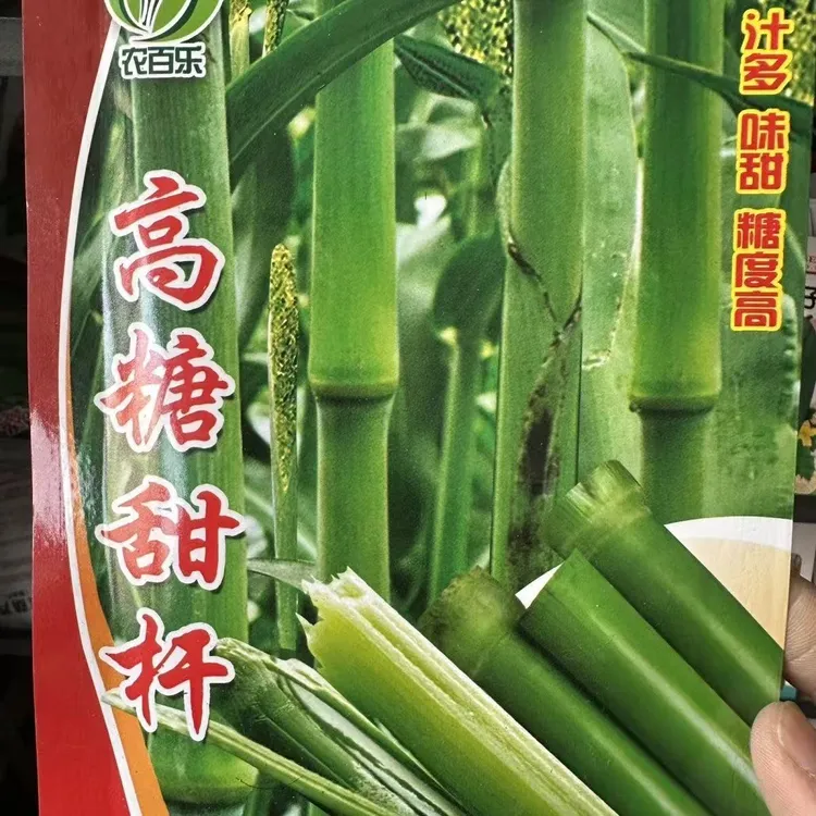 甜杆种子四季庭院种植