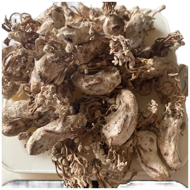 2025新货正宗金蝉花知了花煲汤泡酒磨粉煮水优质好料用品质说话