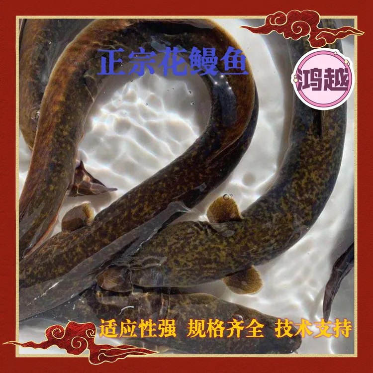 正宗花鳗鱼 花锦鳗 花锦鳝 金丝花鳗鱼 鱼塘养殖观赏淡水鱼