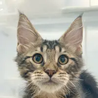 来了姊妹-棕虎斑缅因猫-弟弟-30