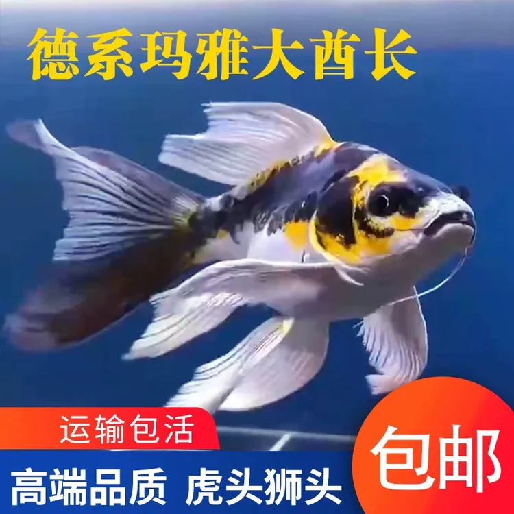 德系玛雅蝴蝶鲤大酋长贵妃长尾短身锦鲤冷水鱼耐活耐寒淡水观赏鱼