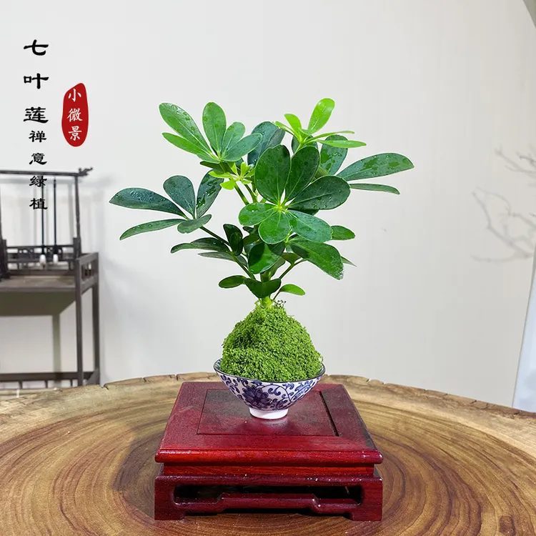 【宏展】迷你七叶莲苔藓球新中式桌面迷你小植物耐阴好养