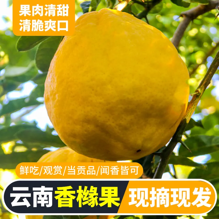 香橼果新鲜食用云南佛手果香甜清脆观赏清供闻香特大果柑橘枸橼子
