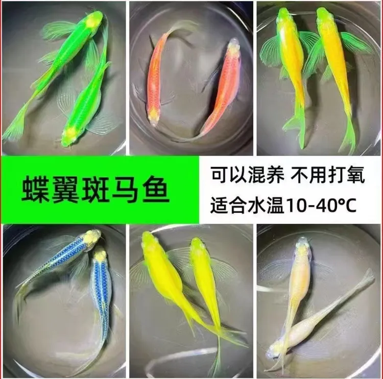 蝶翼斑马鱼小型淡水热带鱼观赏鱼群游