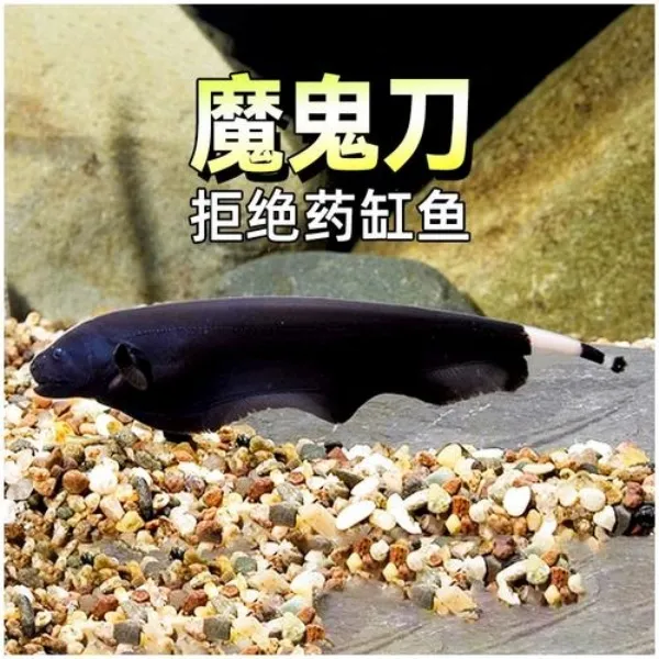 包邮魔鬼刀鱼活体观赏鱼黑羽毛鱼线翎热带淡水好养耐活