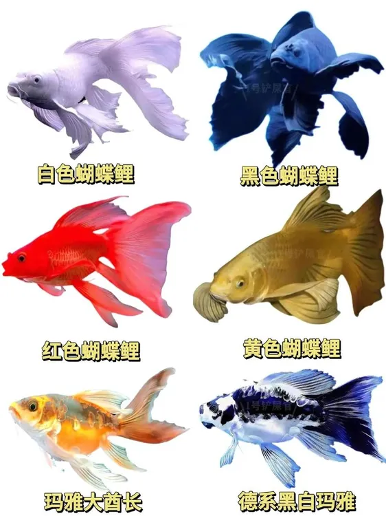 活体观赏鱼 蝴蝶鲤普身 短身 球体 各色渔场发货