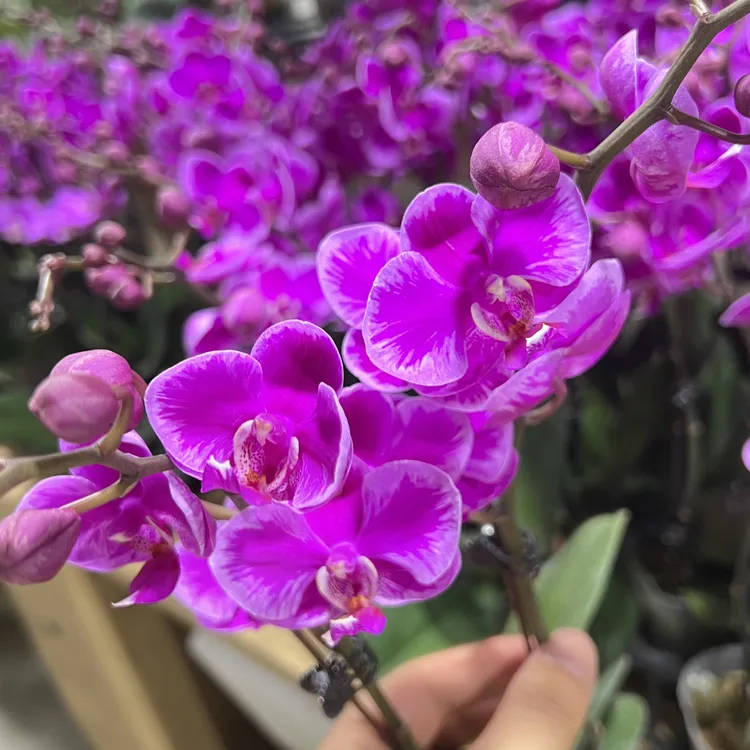 插脚蕾丝闪电边满天红蝴蝶兰变异满天红蝴蝶兰2花剑带花发货顺丰