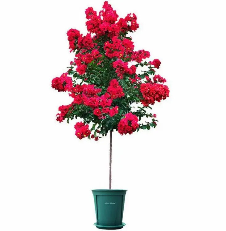 美国红火箭紫薇树紫薇花盆栽地栽耐寒好养茶花花卉