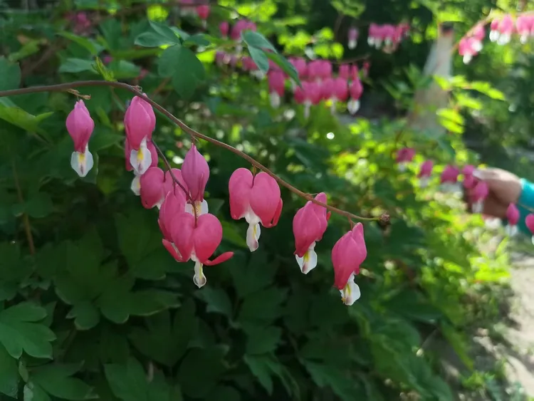 网红荷包牡丹，花期一个月，小巧玲珑可爱