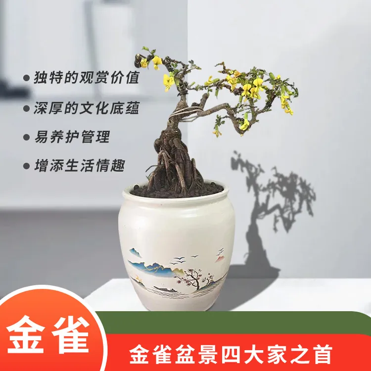 绿植盆栽金雀盆景四大家之首家中摆放一物一拍