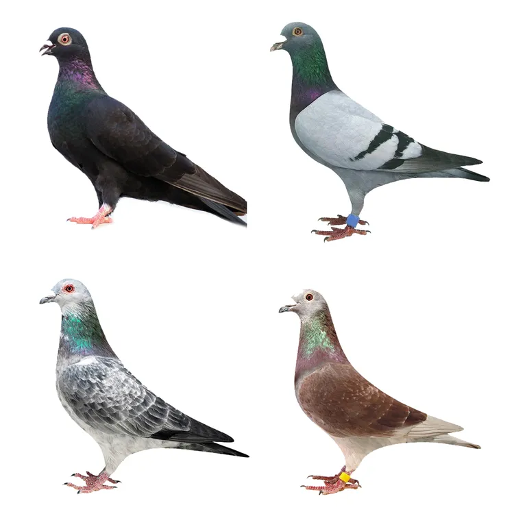 2只3年信鸽/观赏鸽/土鸽子/散养种鸽/农村散养/活体发货 快递包邮