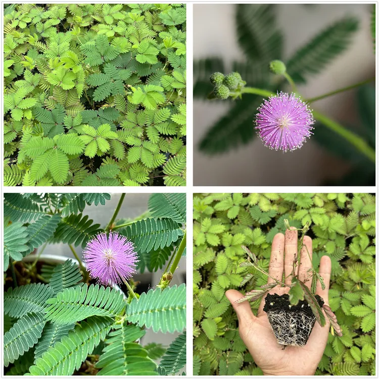 含羞草花苗 儿童趣味植物幼儿园小盆栽学校桌面花卉包邮