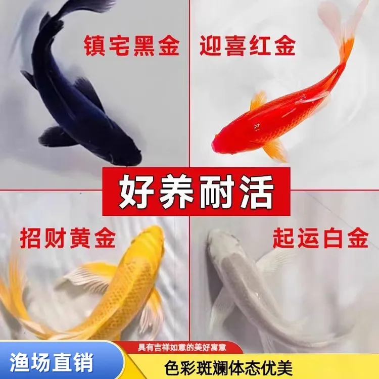 锦鲤鱼活鱼冷水淡水鱼苗观赏鱼金鱼小型好养耐活纯种红白三色草金