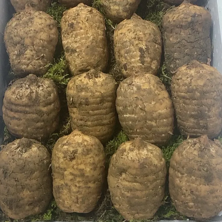 贵州林下种植现挖鲜天麻滋补煲汤佳品