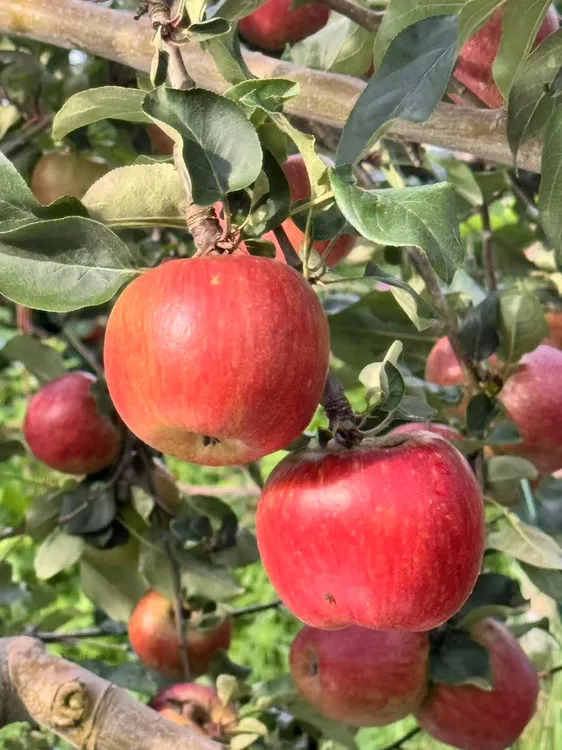 2025年云南昭通高原丑苹果新鲜现摘现发脆甜多汁高山种植5斤