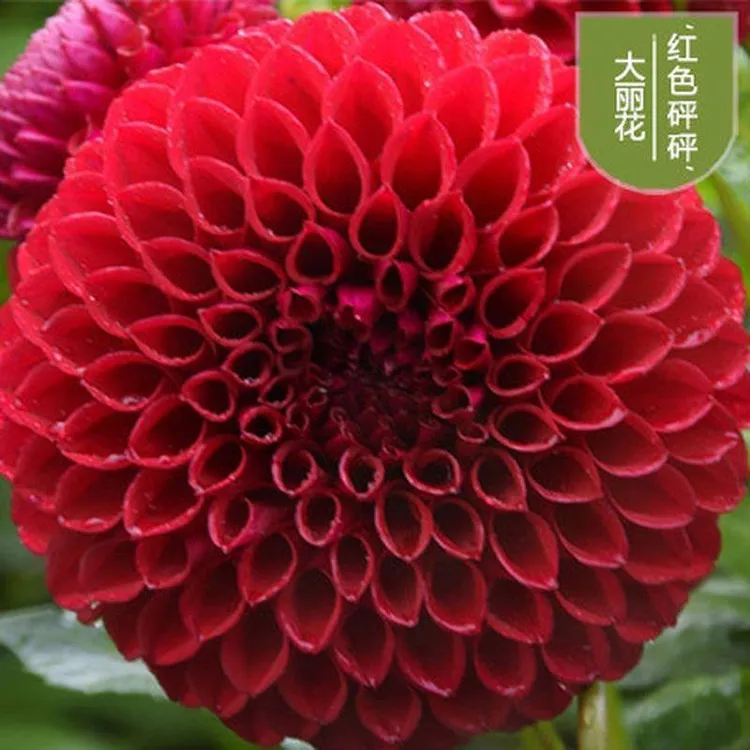 大丽菊花地瓜花大丽花种球盆栽植物带盆带土球根花卉室内阳台种植