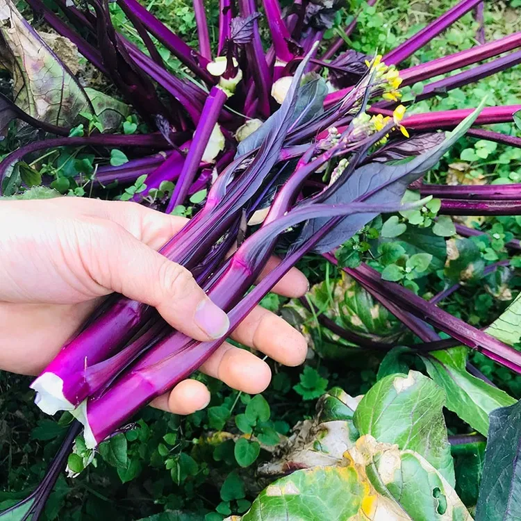 红菜苔种子种籽蔬菜秋天种孑苗广东菜籽菜种四季宁夏菜心南方大全