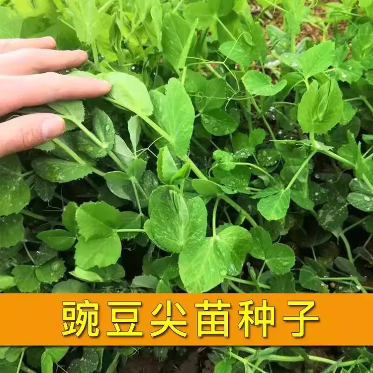 豌豆尖青菜豆苗苗种种子四季蔬菜孑甜豌豆种籽无须荷兰蔬菜种子lz