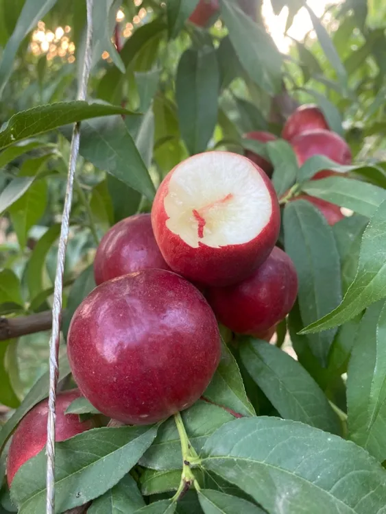 （纯甜无酸）【京东包邮】珍珠枣油桃8号白肉纯甜多汁现摘现发枣油桃