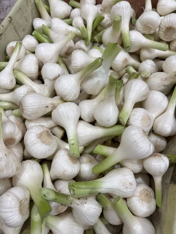 现挖新鲜嫩大蒜白皮多瓣蒜可腌糖醋蒜