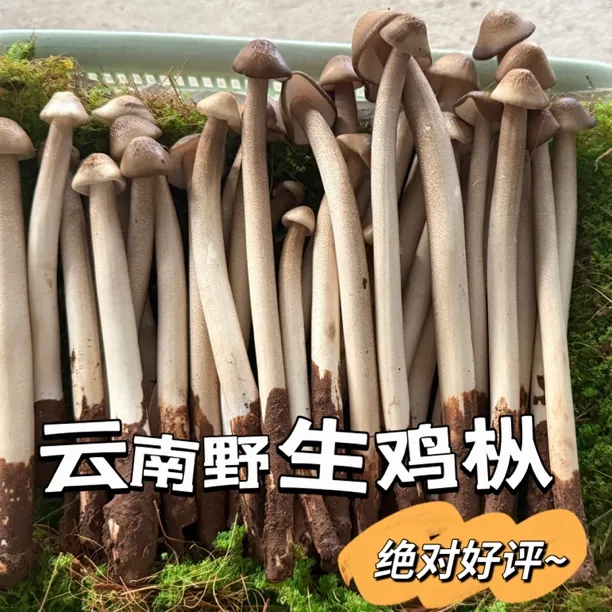 云南野生菌新鲜野生鸡枞 露水鸡枞 野生菌菇  顺丰空运
