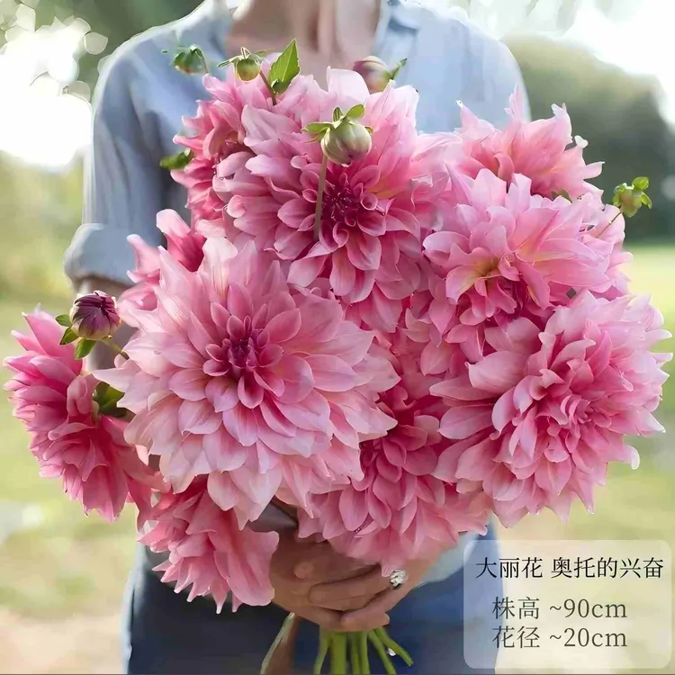 大丽花种球  大花型 多年生花卉 适合室内外庭院阳台盆栽四季开花