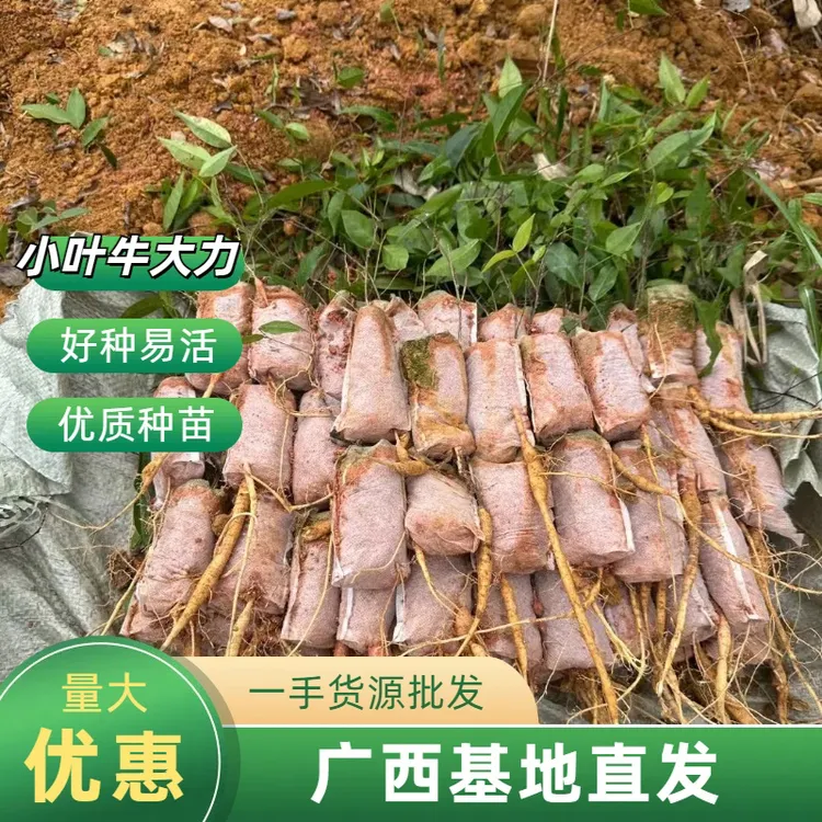 广西正宗小叶牛大力木姜子杯苗免拆布袋种植带土带叶基地直发
