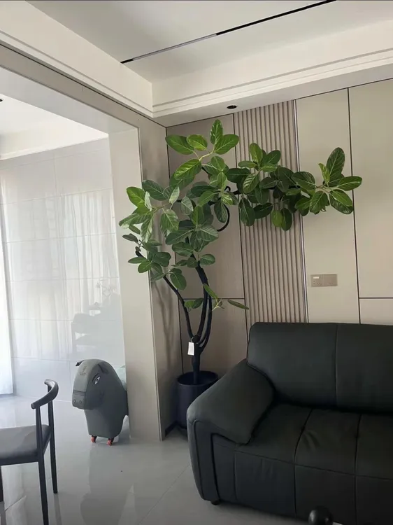 室内造景植物造型孟加拉榕高山榕好看耐养鲜活绿植大型绿植好养护