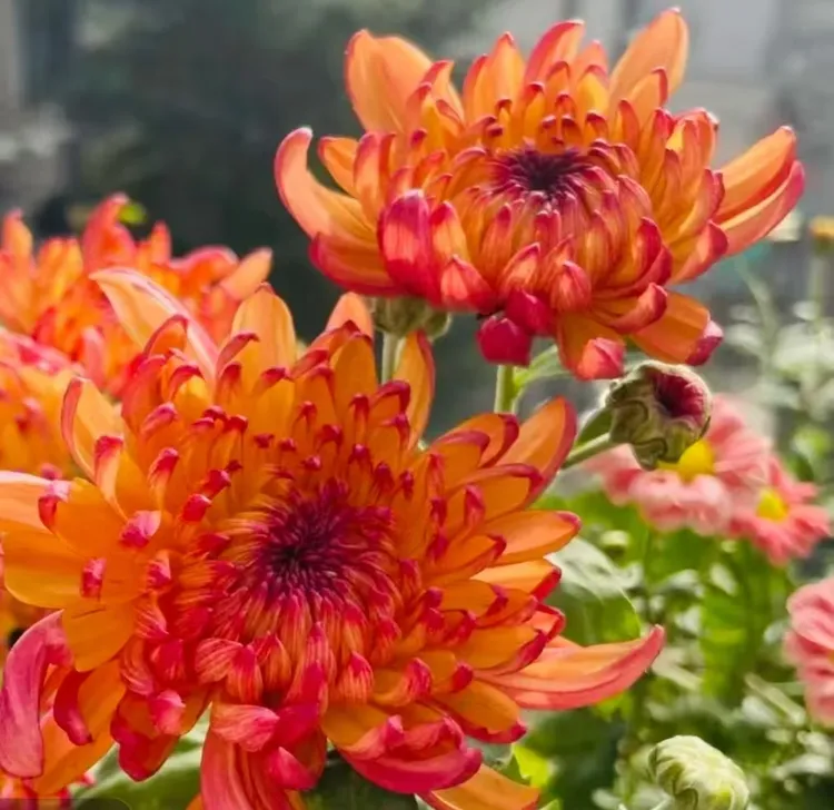 九月菊【变色菊】带花苞传统菊大花九月菊盆栽耐热寒 好养活