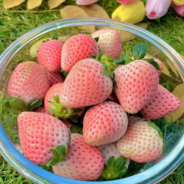 【露天种植】云南高原露天种植现摘现发粉玉草莓