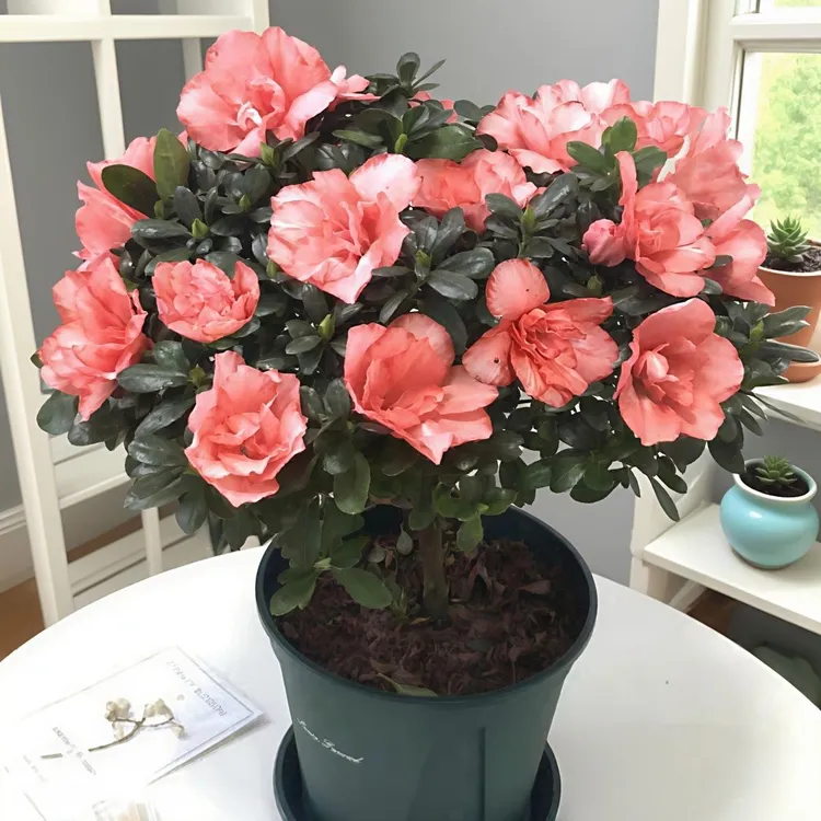 樱桃红杜鹃花室内外养殖精品杜鹃