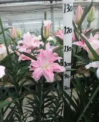 当年开花《伊丽莎白周长16/18cm》进口重瓣香水百合种球1颗