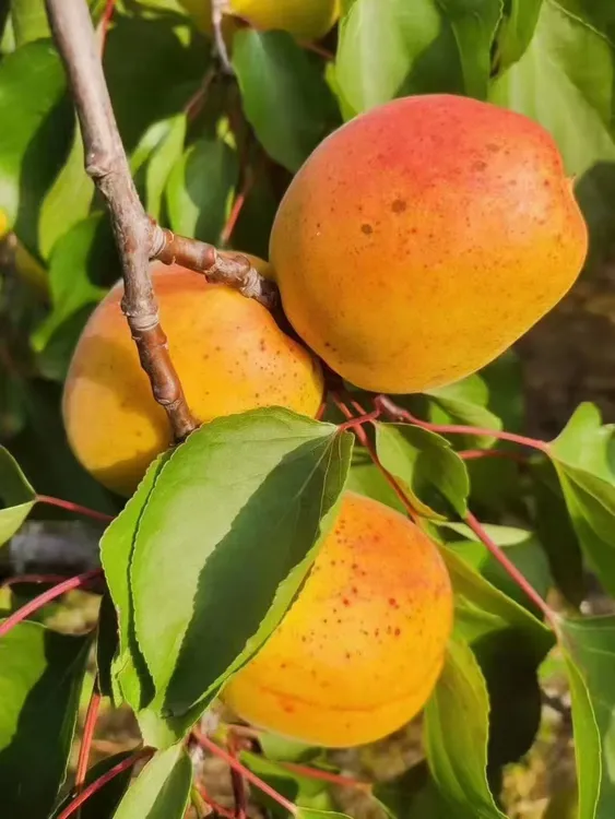 2（辽宁省外拍）太便宜了庄河歇马杏特大果4-5个/斤包邮