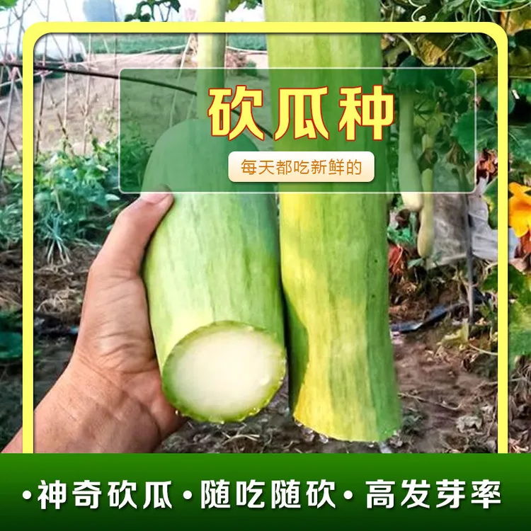 /砍瓜种子愈合快随砍随吃特大菜瓜蔬菜种籽庭院四季播秋季蔬菜种