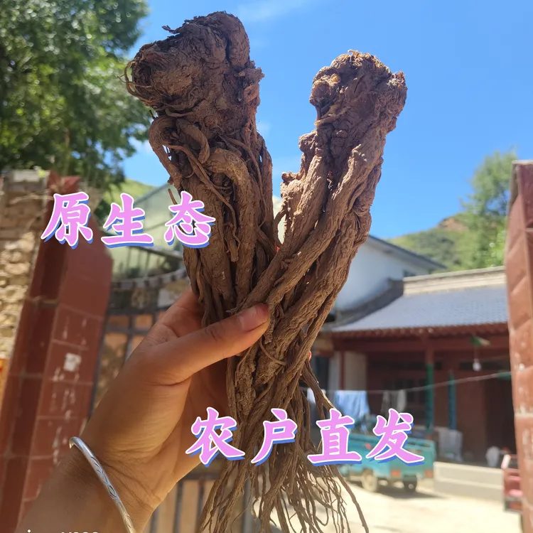 甘肃岷县特大条当归可煲汤炖肉煮粥滋补养生无硫无加工整根发货