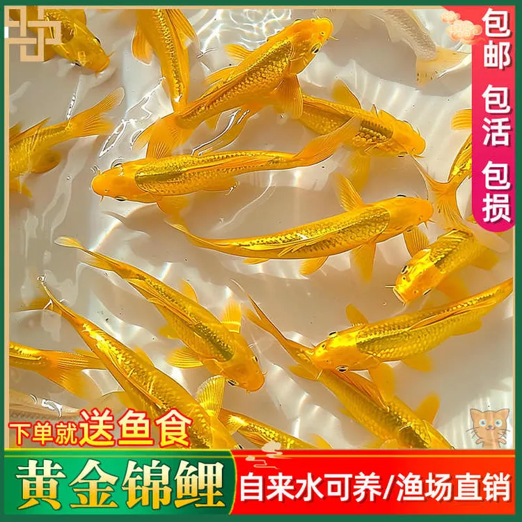 黄金锦鲤活鱼招财鱼金鱼活鱼好养耐活冷水鱼鱼苗小金鱼观赏鱼