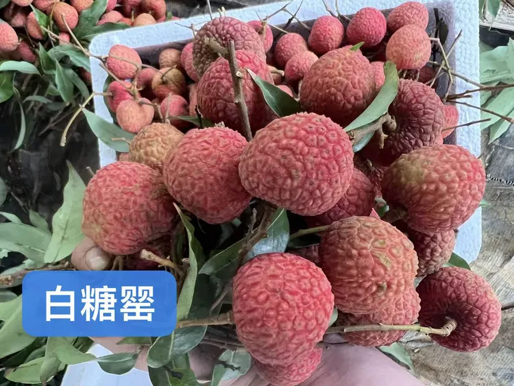 广东廉江白糖罂荔枝当季新鲜水果爆汁。现摘现发