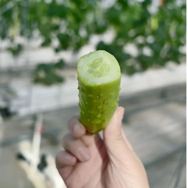 正宗山东水果黄瓜现摘新鲜孕妇可生吃脆爽可口